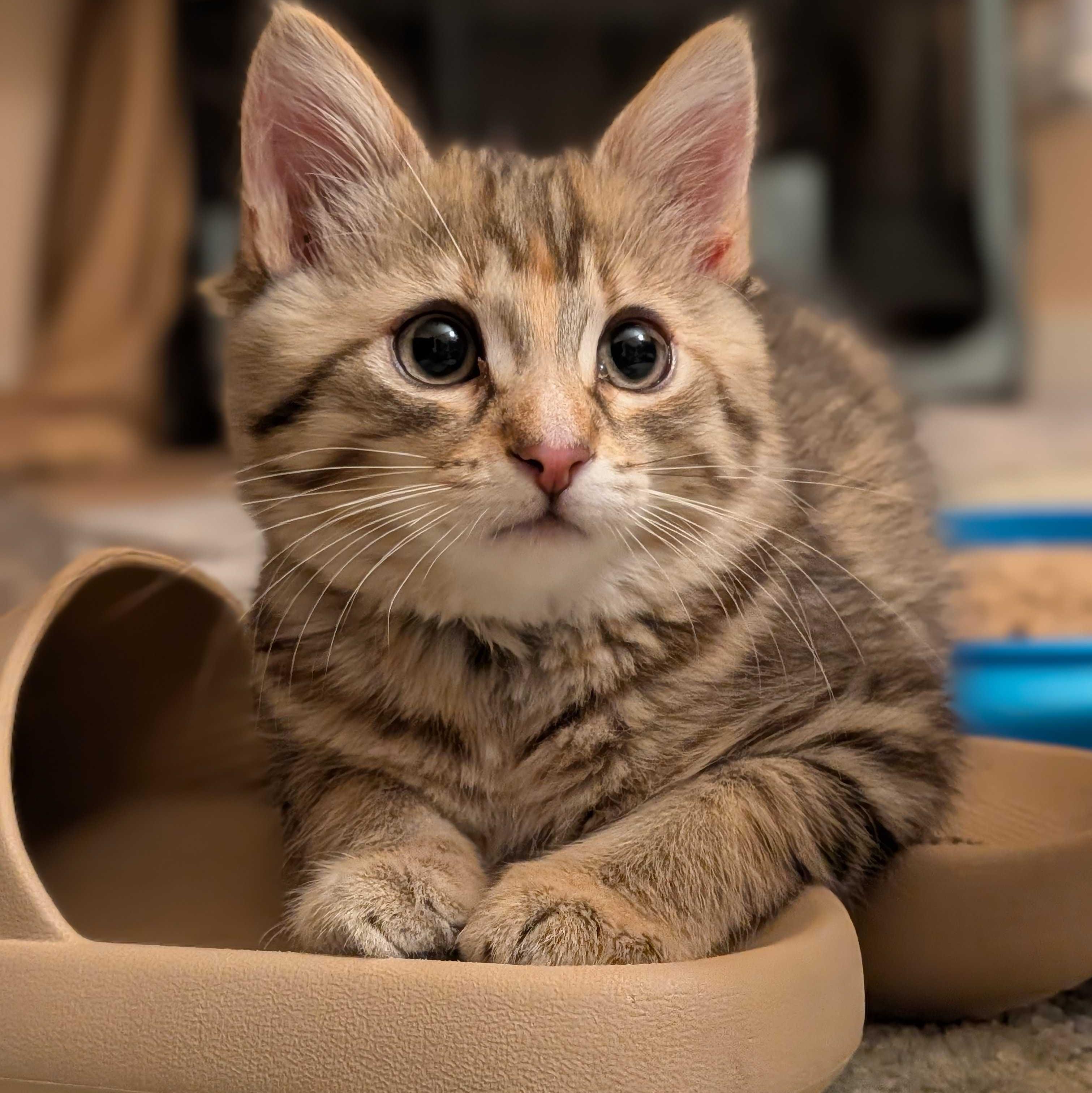Miney, a Adoptable mixed breed in Wilsonville, OR image 2/4