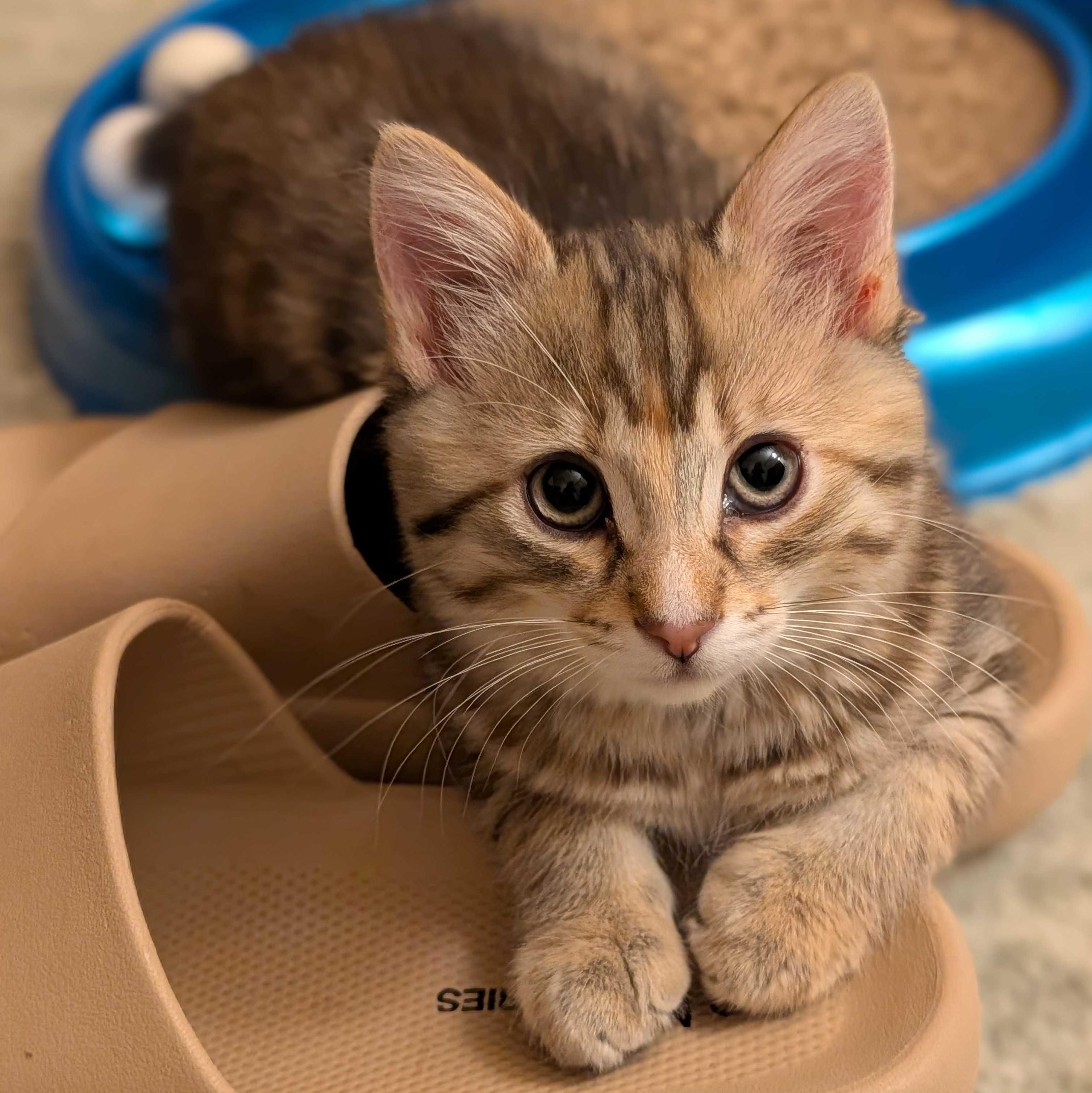 Miney, a Adoptable mixed breed in Wilsonville, OR image 4/4