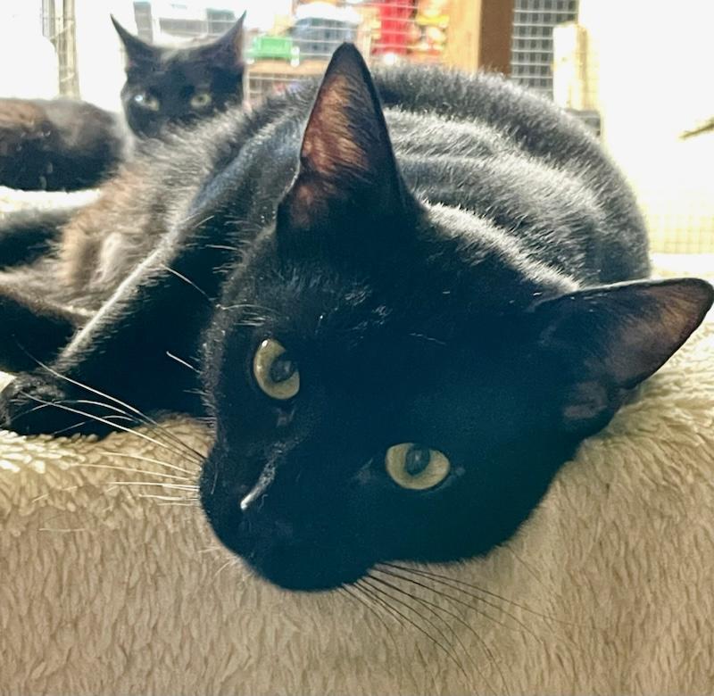 Skeeter and Mittens (Male/female bonded pair) Domestic Short Hair Cat
