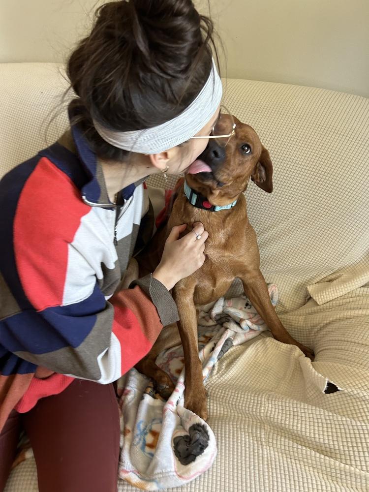 Enlarge Piney, an adopted mixed breed in Franklin, TN image 3/5