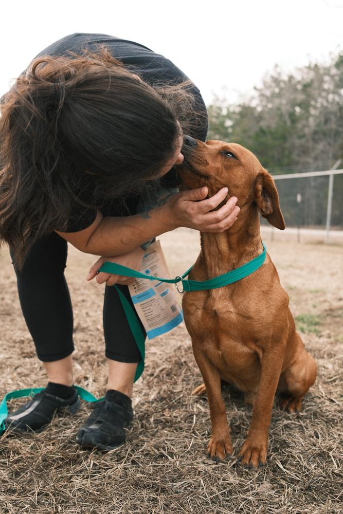 Enlarge Piney, an adopted mixed breed in Franklin, TN image 5/5