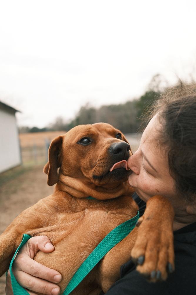 Enlarge Piney, an adopted mixed breed in Franklin, TN image 4/5