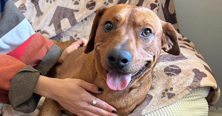 Piney, ADOPTABLE, Young Male Mixed Breed & Labrador Retriever.