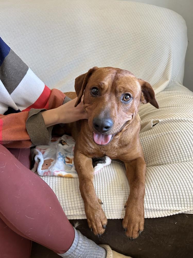 Enlarge Piney, an adopted mixed breed in Franklin, TN image 2/5