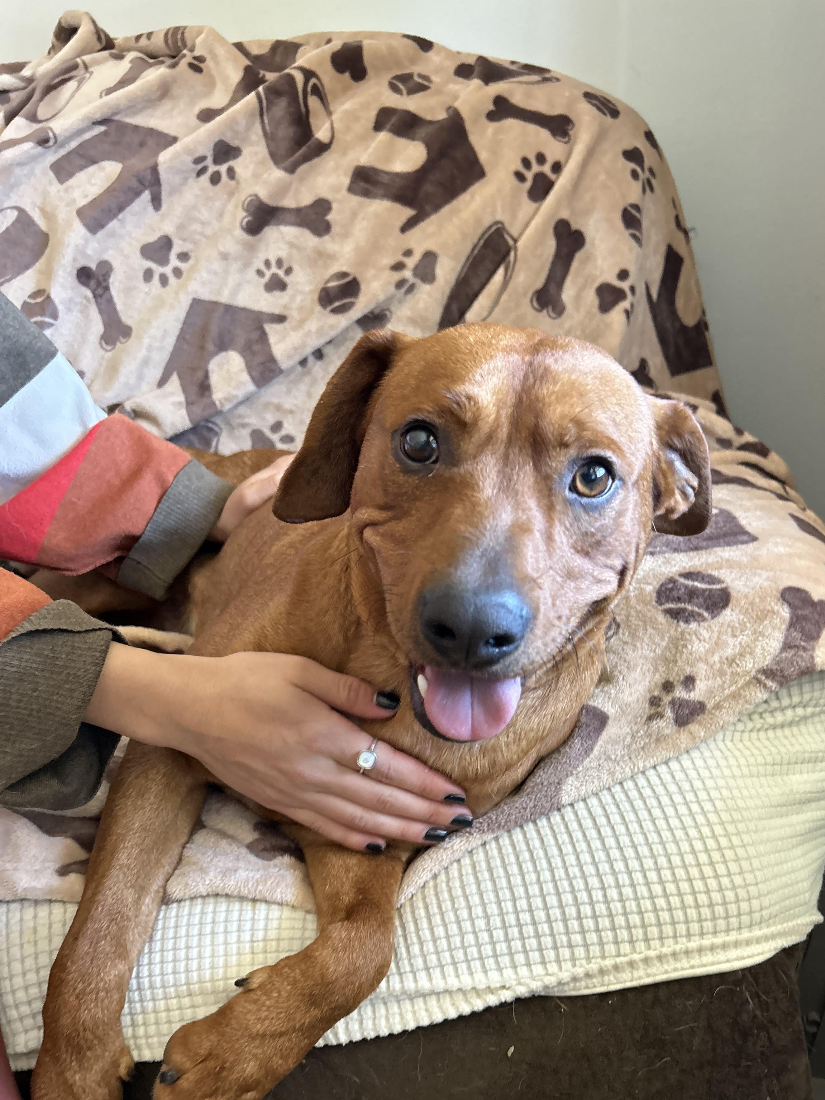 Piney, adopted, Young Male Mixed Breed & Labrador Retriever.