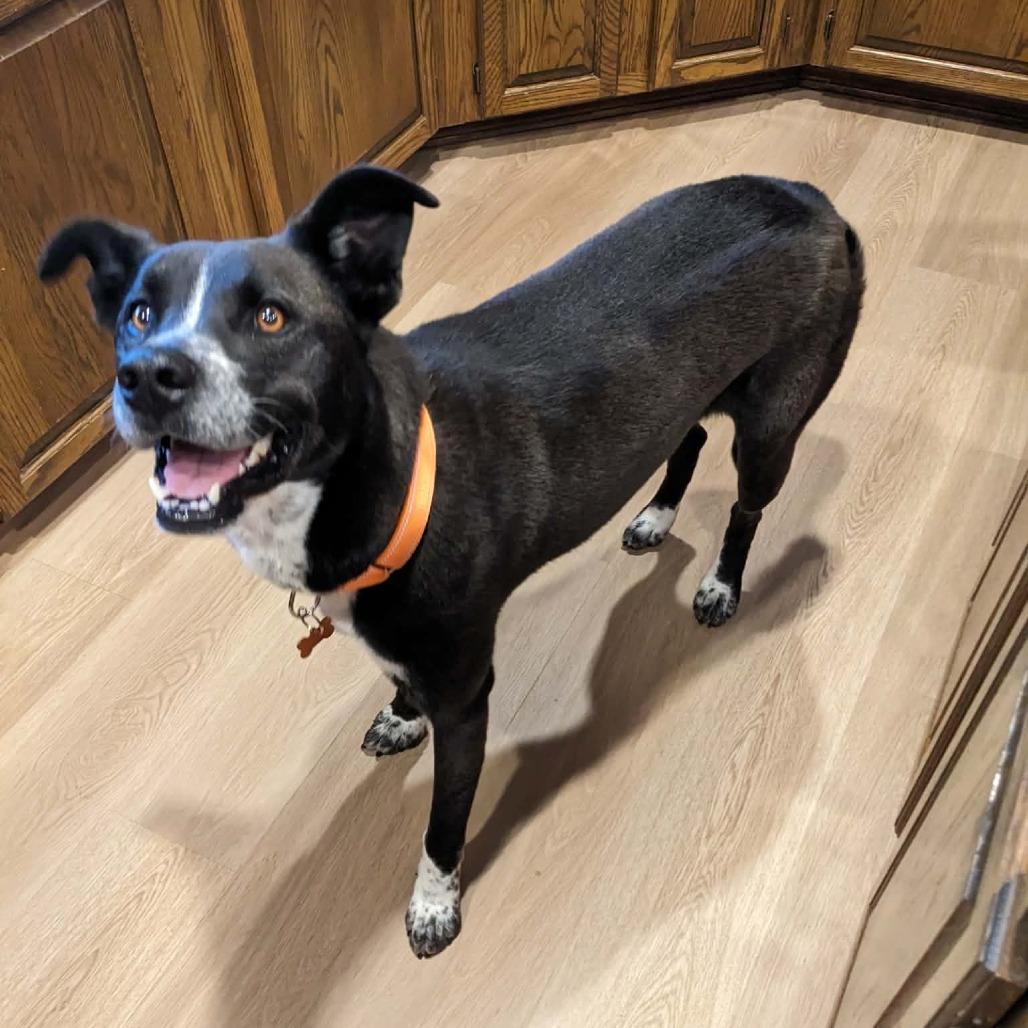 Millie, Adoptable, Adult Female Black Labrador Retriever & Pit Bull Terrier.