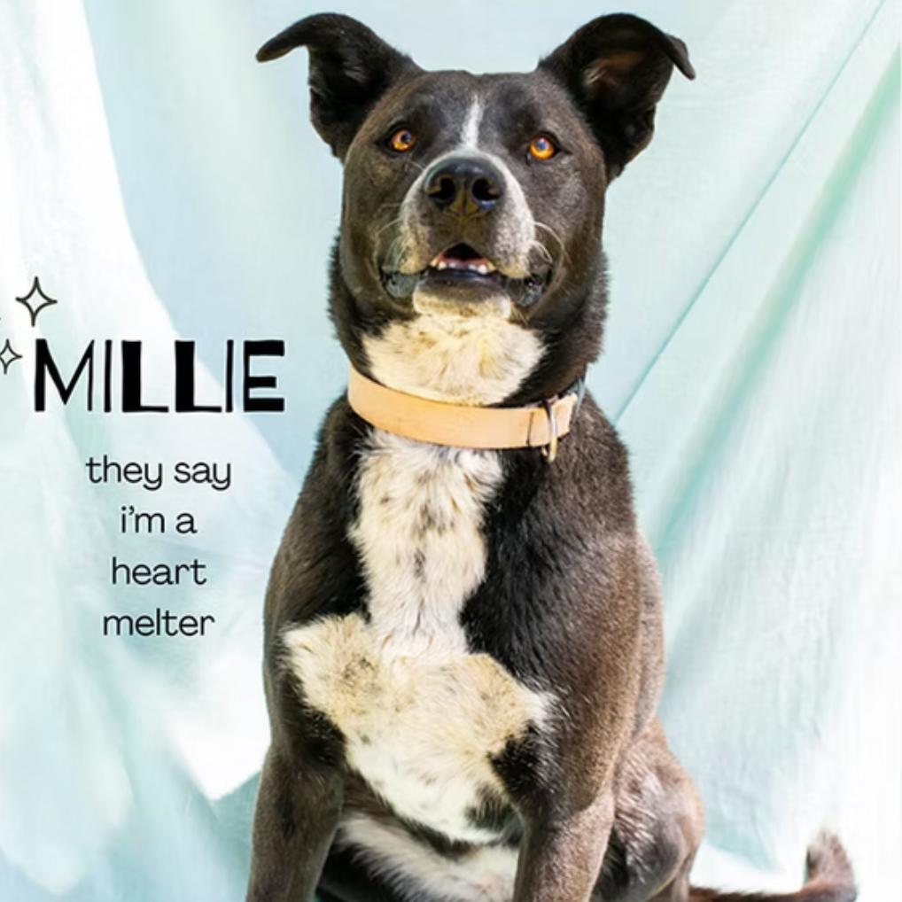Enlarge Millie, a Adoptable mixed breed in Bend, OR image 4/6