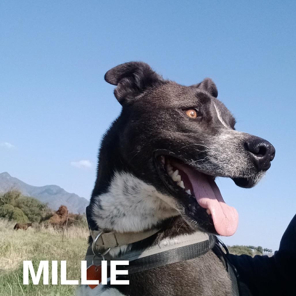 Enlarge Millie, a Adoptable mixed breed in Bend, OR image 5/6