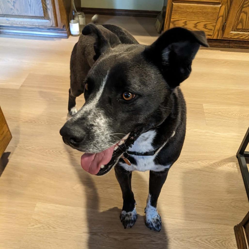 Enlarge Millie, a Adoptable mixed breed in Bend, OR image 6/6