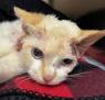 Sir Catsalot, Adult Male Domestic Short Hair