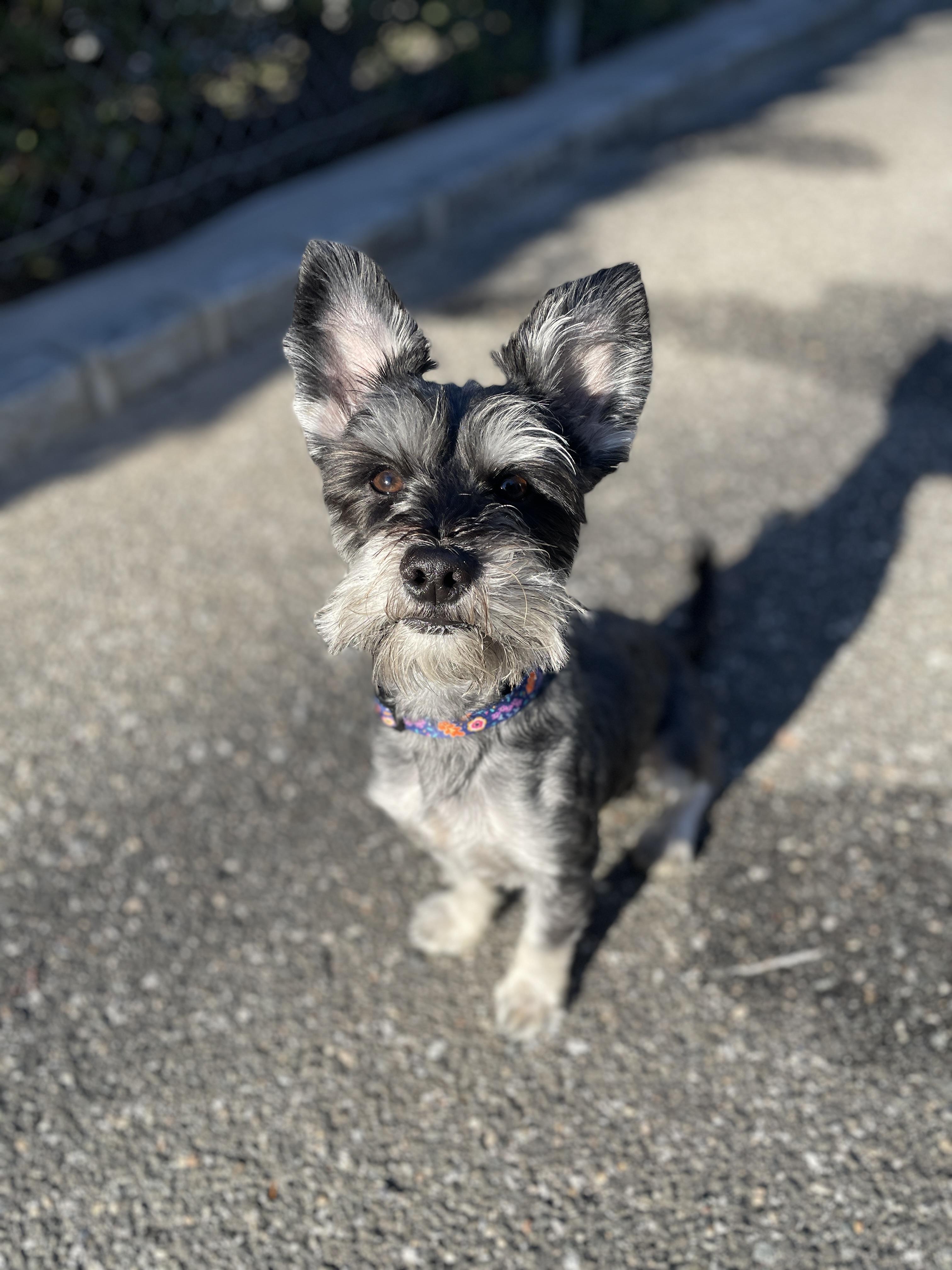 Enlarge Enzo, an adopted Miniature Schnauzer in Port Washington, NY image 1/4