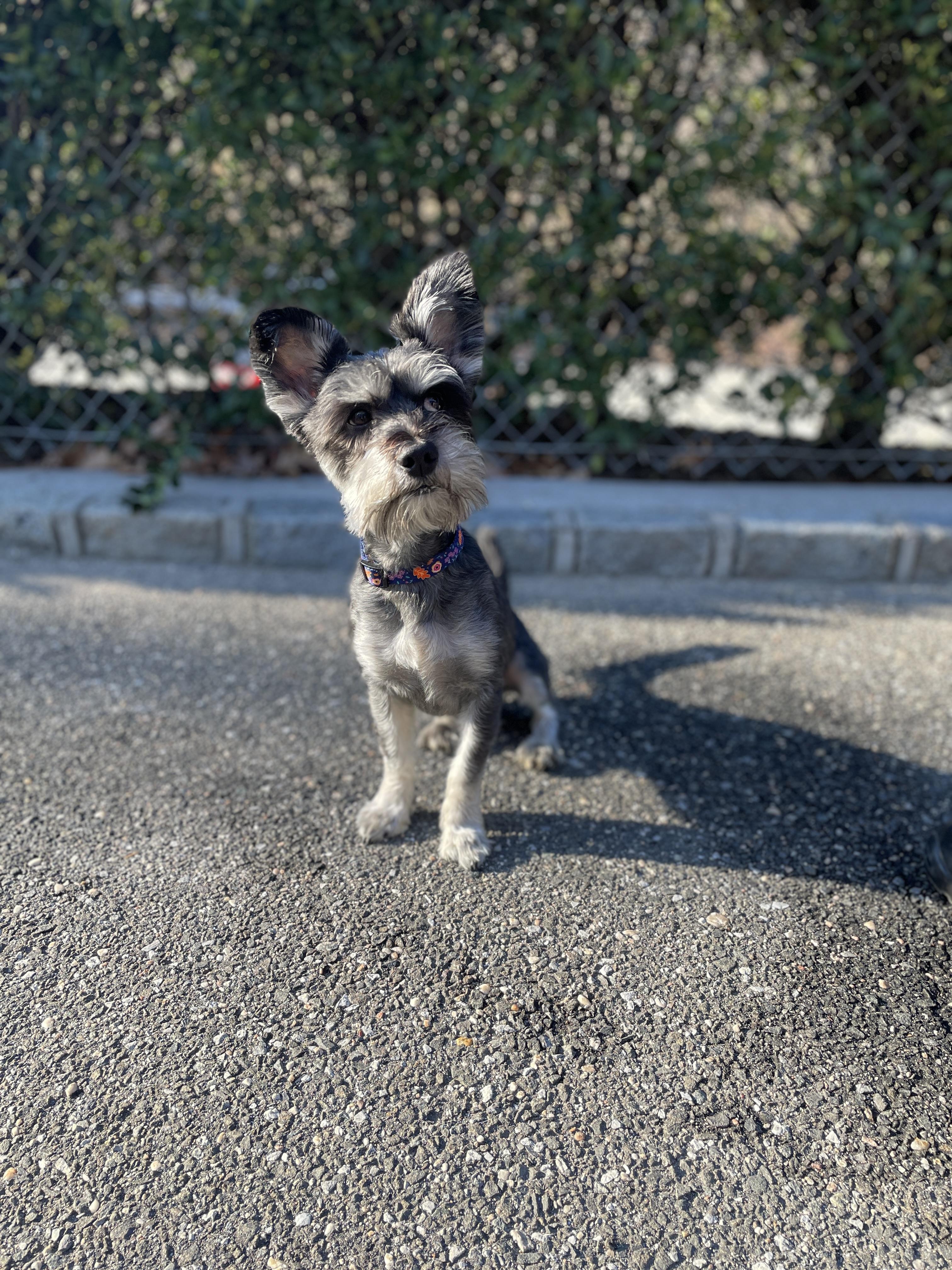 Enlarge Enzo, an adopted Miniature Schnauzer in Port Washington, NY image 2/4