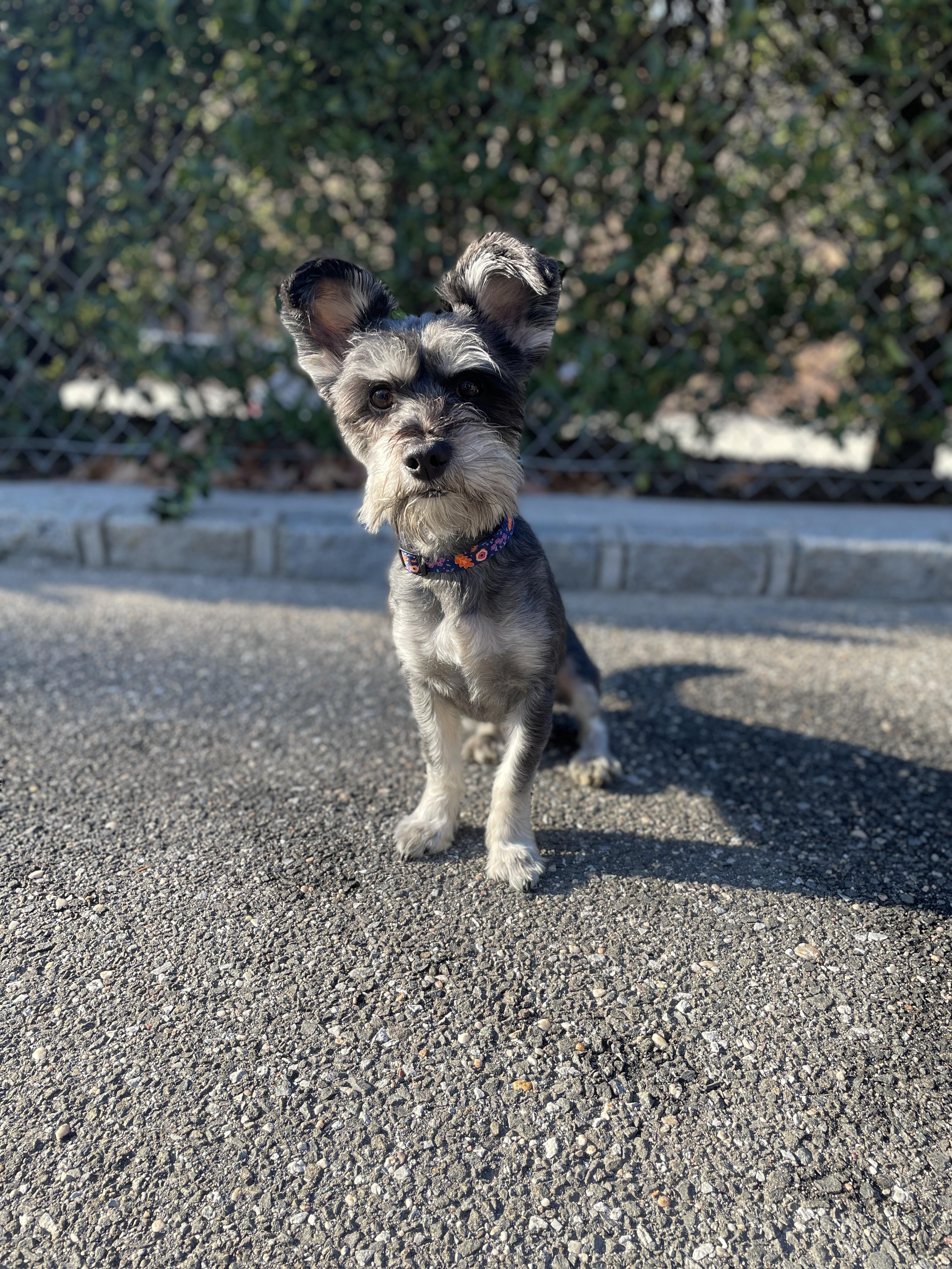Enlarge Enzo, an adopted Miniature Schnauzer in Port Washington, NY image 3/4