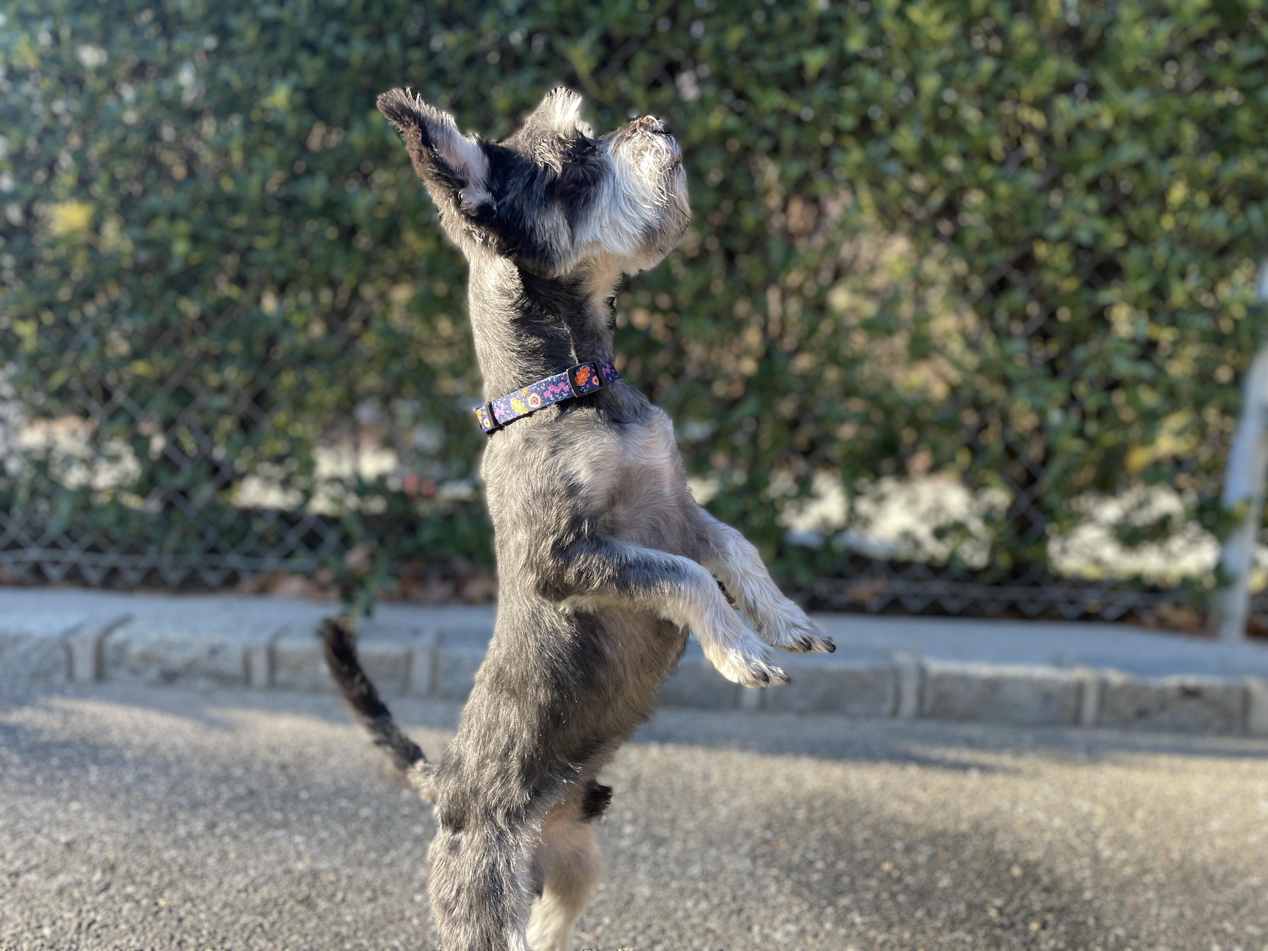 Enlarge Enzo, an adopted Miniature Schnauzer in Port Washington, NY image 4/4
