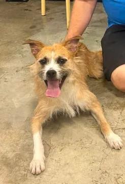 Enlarge Diesel, a ADOPTABLE mixed breed in Urbana, IL image 1/3