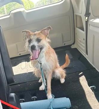 Enlarge Diesel, a ADOPTABLE mixed breed in Urbana, IL image 3/3