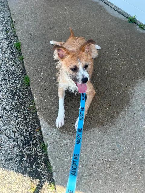 Enlarge Diesel, a ADOPTABLE mixed breed in Urbana, IL image 2/3