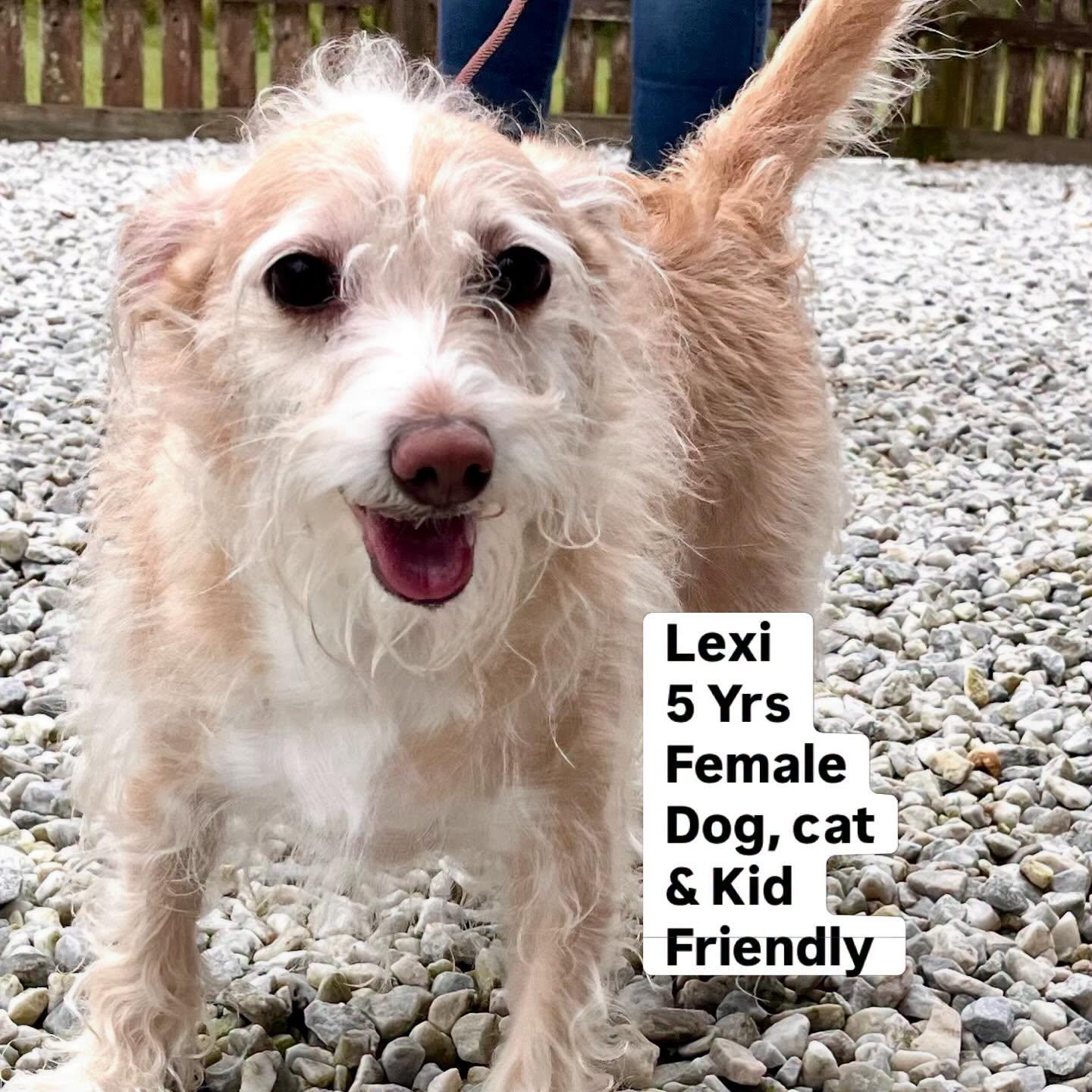 Lexi, adopted, Adult Female West Highland White Terrier / Westie.