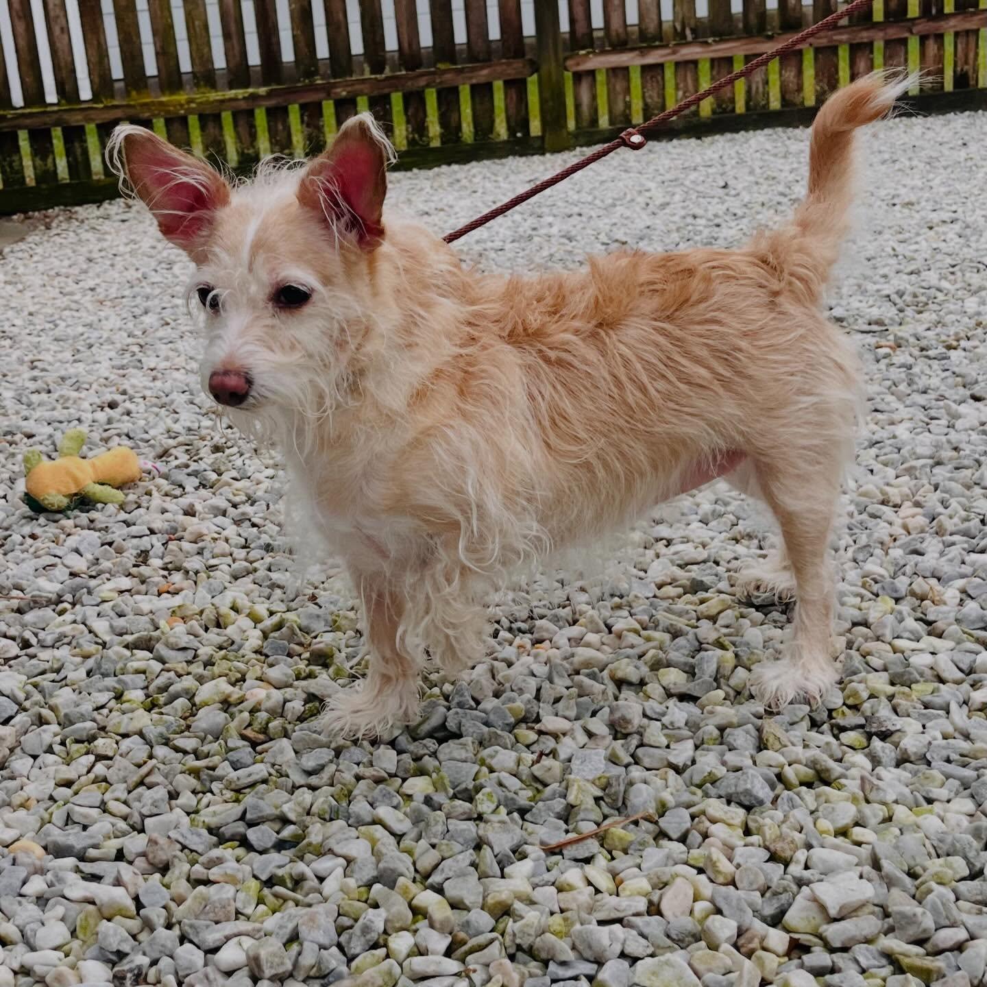 Lexi, an adopted mixed breed in Egg Harbor City, NJ image 3/3