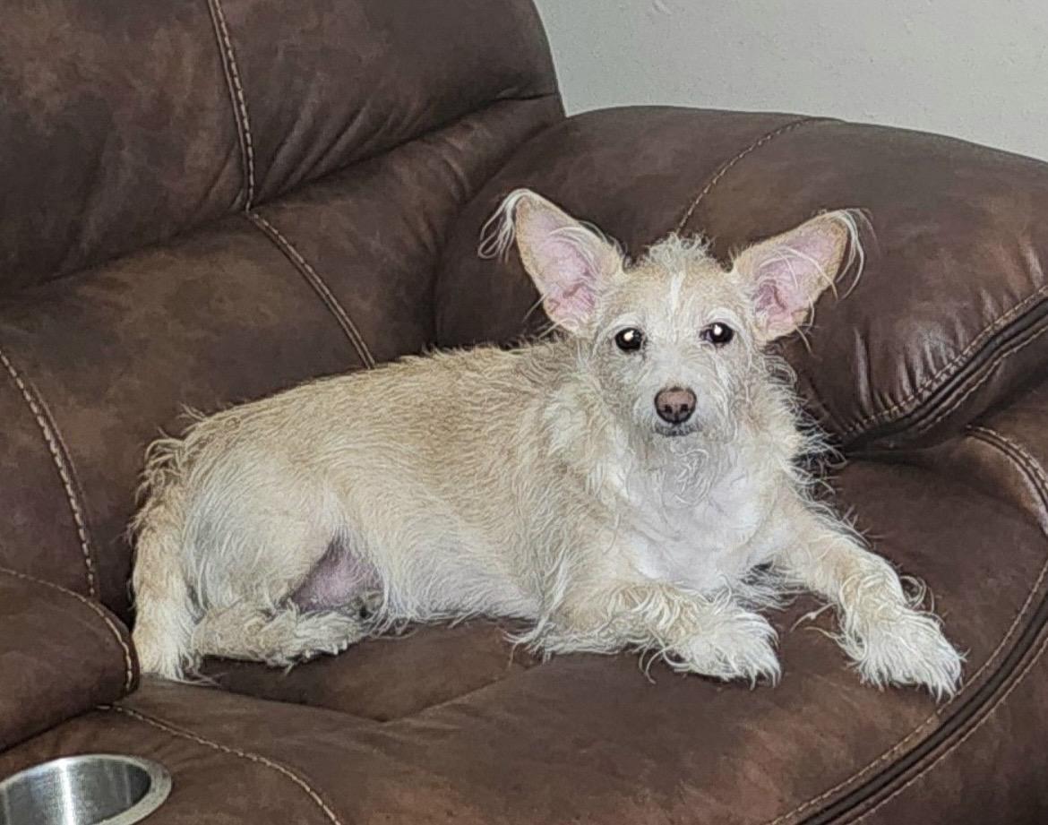 Lexi, an adopted mixed breed in Egg Harbor City, NJ image 2/3