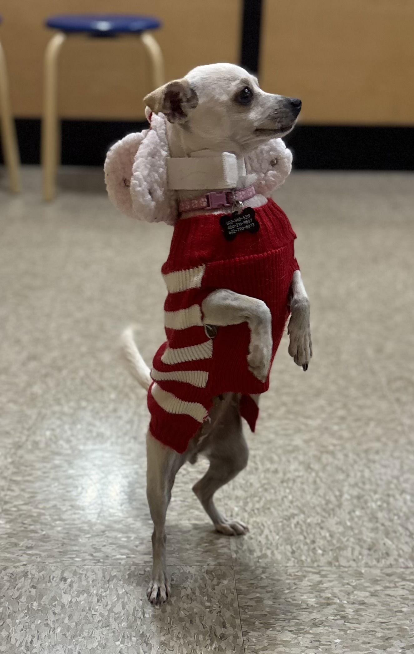 Enlarge Aubergine, a Adoptable Chihuahua in Glendale, AZ image 3/3