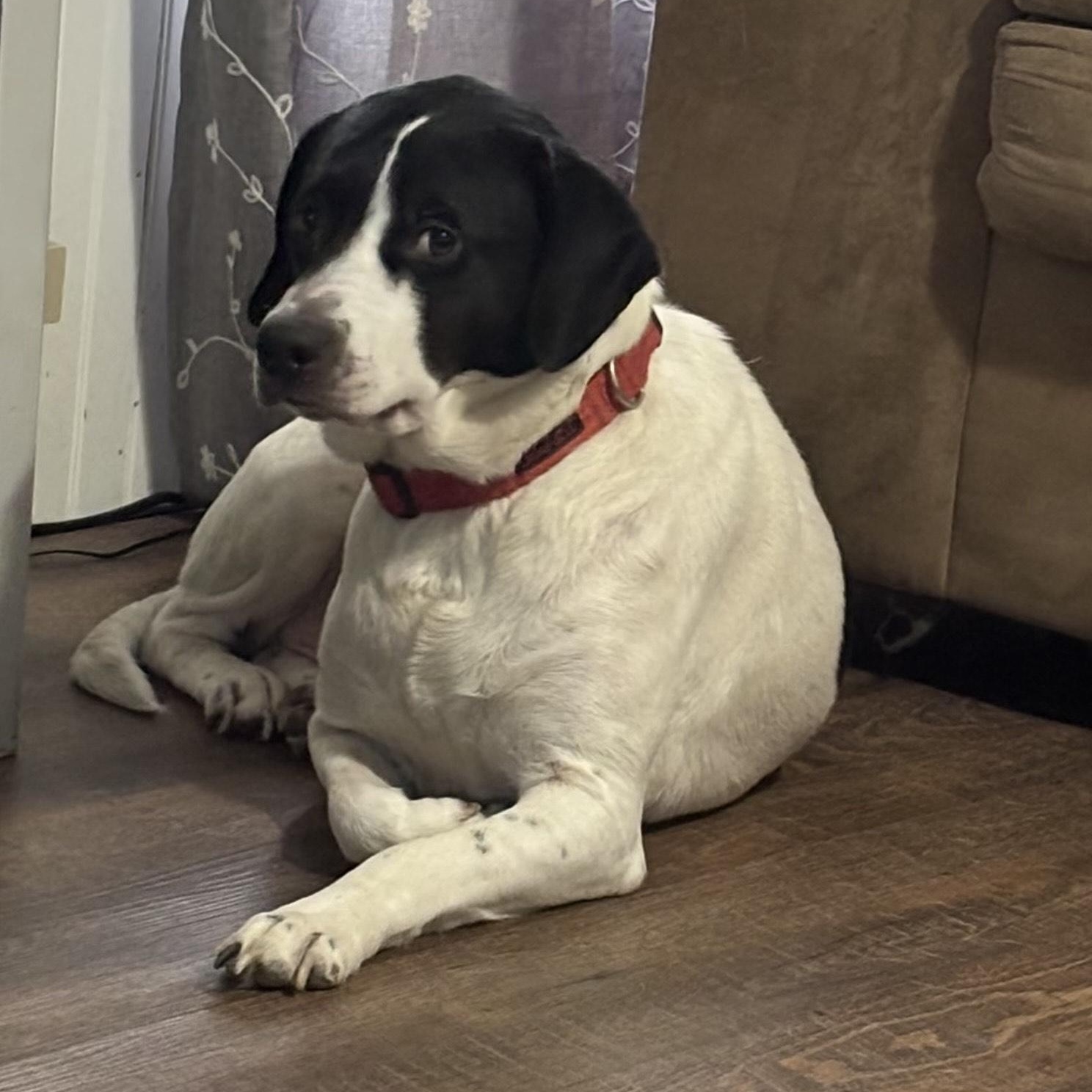 ~ Courtesy ~ Otis, a Adoptable mixed breed in Mobile, AL image 1/2