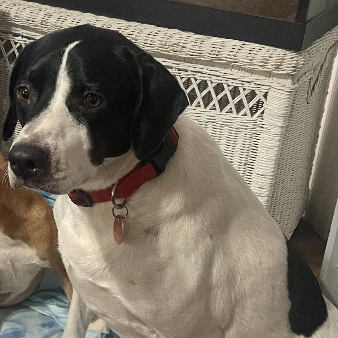 ~ Courtesy ~ Otis, a Adoptable mixed breed in Mobile, AL image 2/2