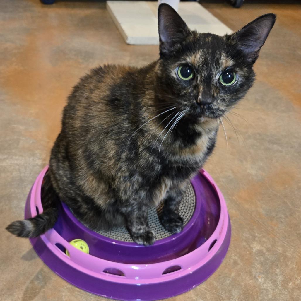 Belle, Adoptable, Senior Female Domestic Short Hair.