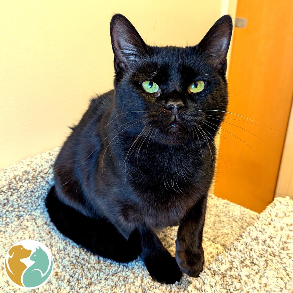 Enlarge Laura, a Adoptable Domestic Short Hair in Toledo, OH image 1/1