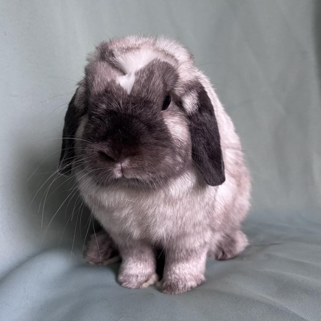 Enlarge Miso, an adopted Holland Lop in Columbia, MD image 2/3
