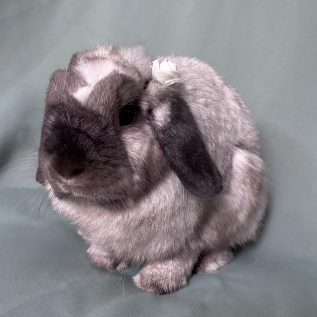 Enlarge Miso, an adopted Holland Lop in Columbia, MD image 3/3