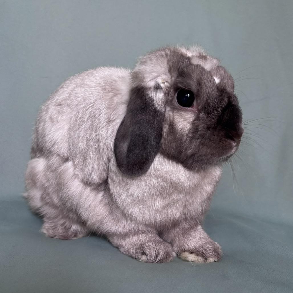 Miso, adopted, Adult Female Holland Lop.