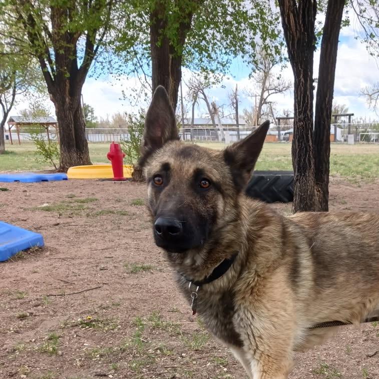 Enlarge Smoked Gouda, a Adoptable German Shepherd Dog in Lakewood, CO image 1/3