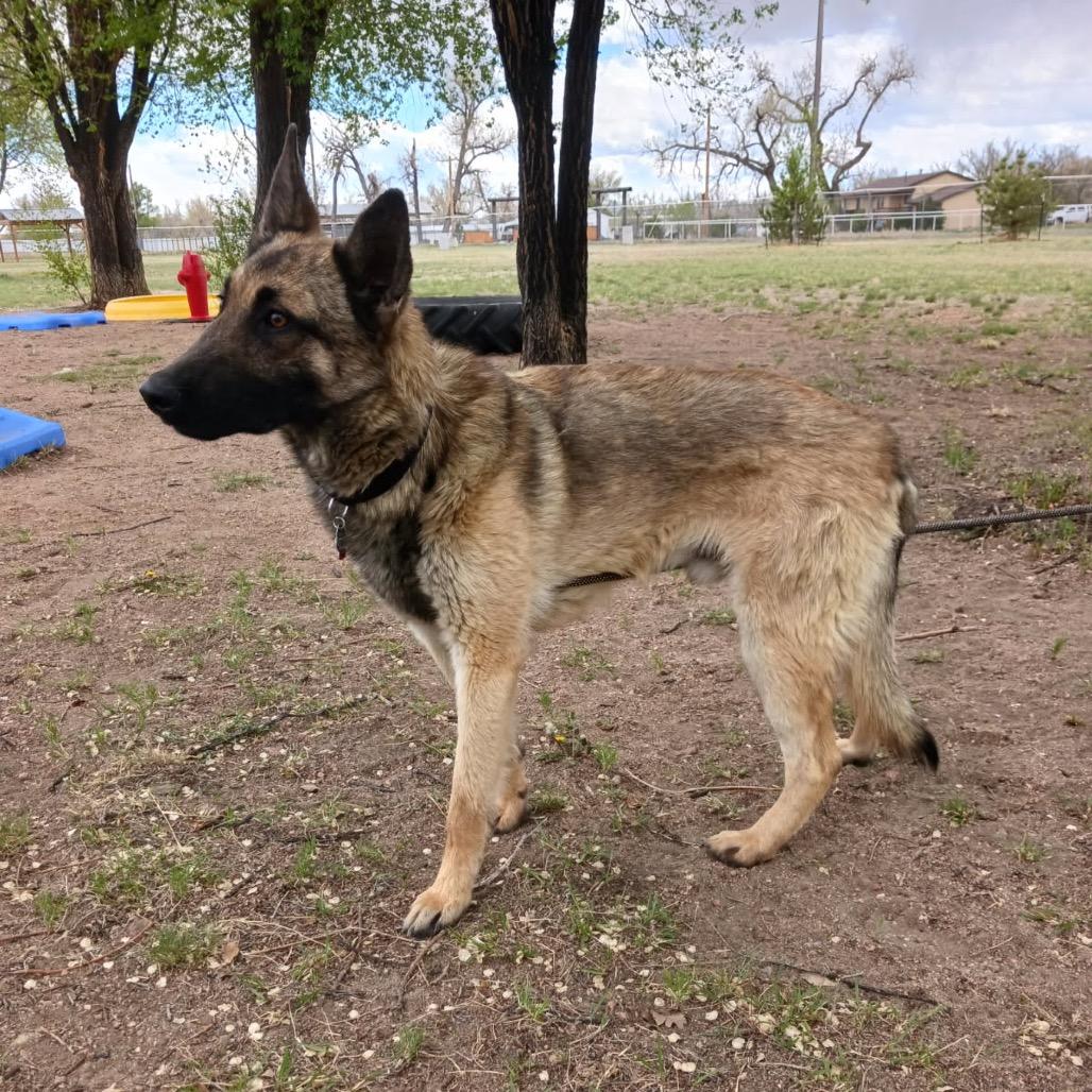 Enlarge Smoked Gouda, a Adoptable German Shepherd Dog in Lakewood, CO image 2/3