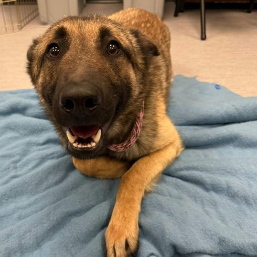 Enlarge Smoked Gouda, a Adoptable German Shepherd Dog in Lakewood, CO image 3/3