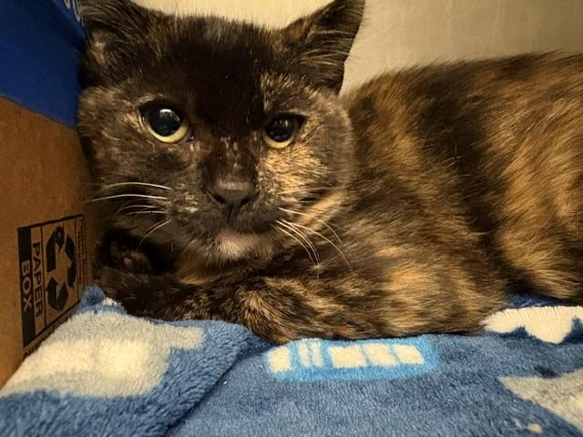 Enlarge MOLLY MCGEE, a Adoptable Domestic Medium Hair in Antioch, CA image 1/1