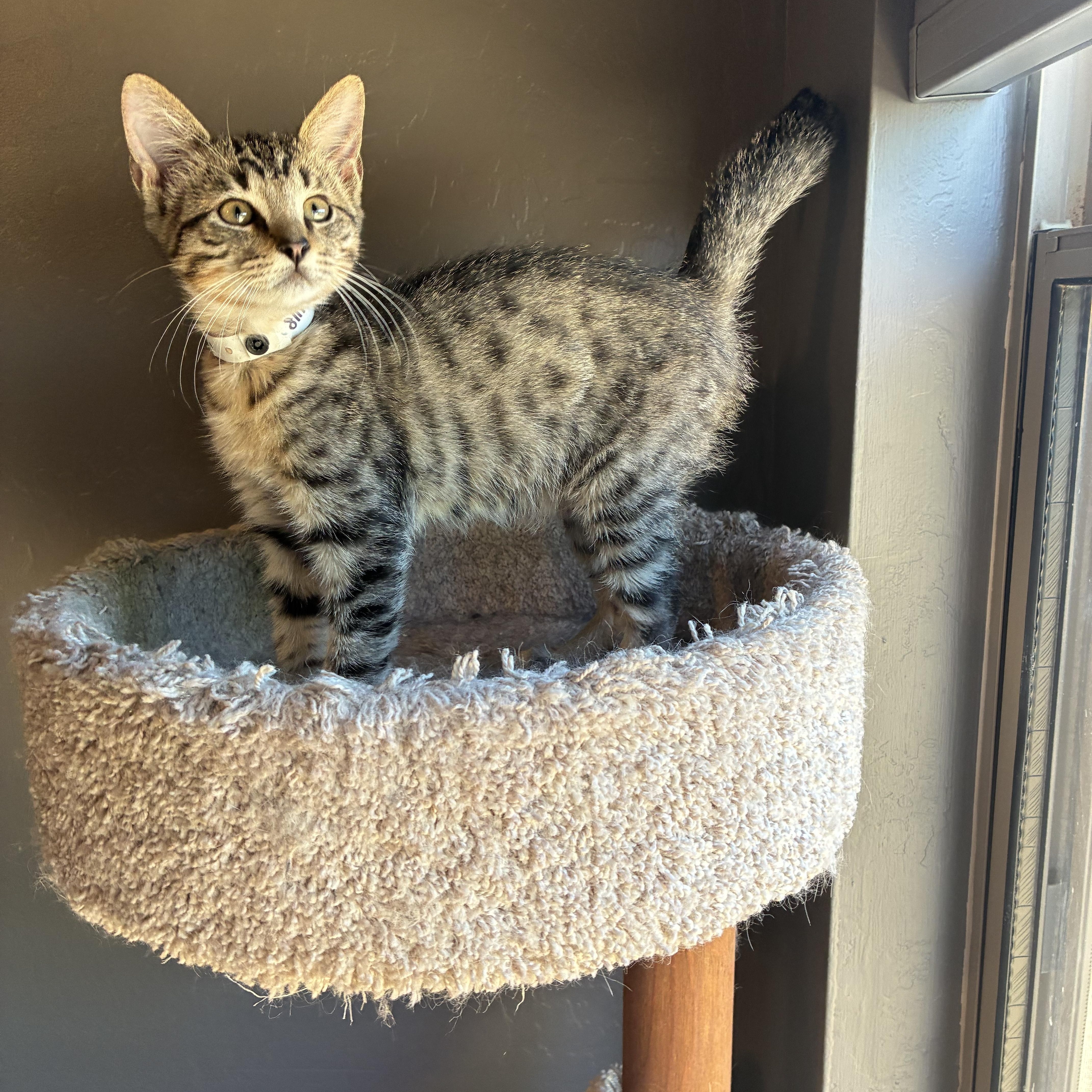 Enlarge Gaston, an adopted Domestic Short Hair in queen creek, AZ image 3/5