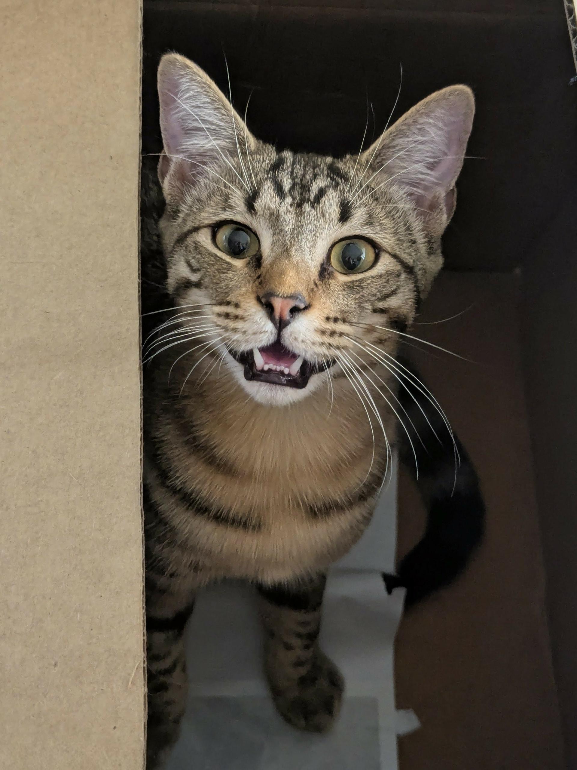 Gaston, Adoptable, Kitten Male Domestic Short Hair.