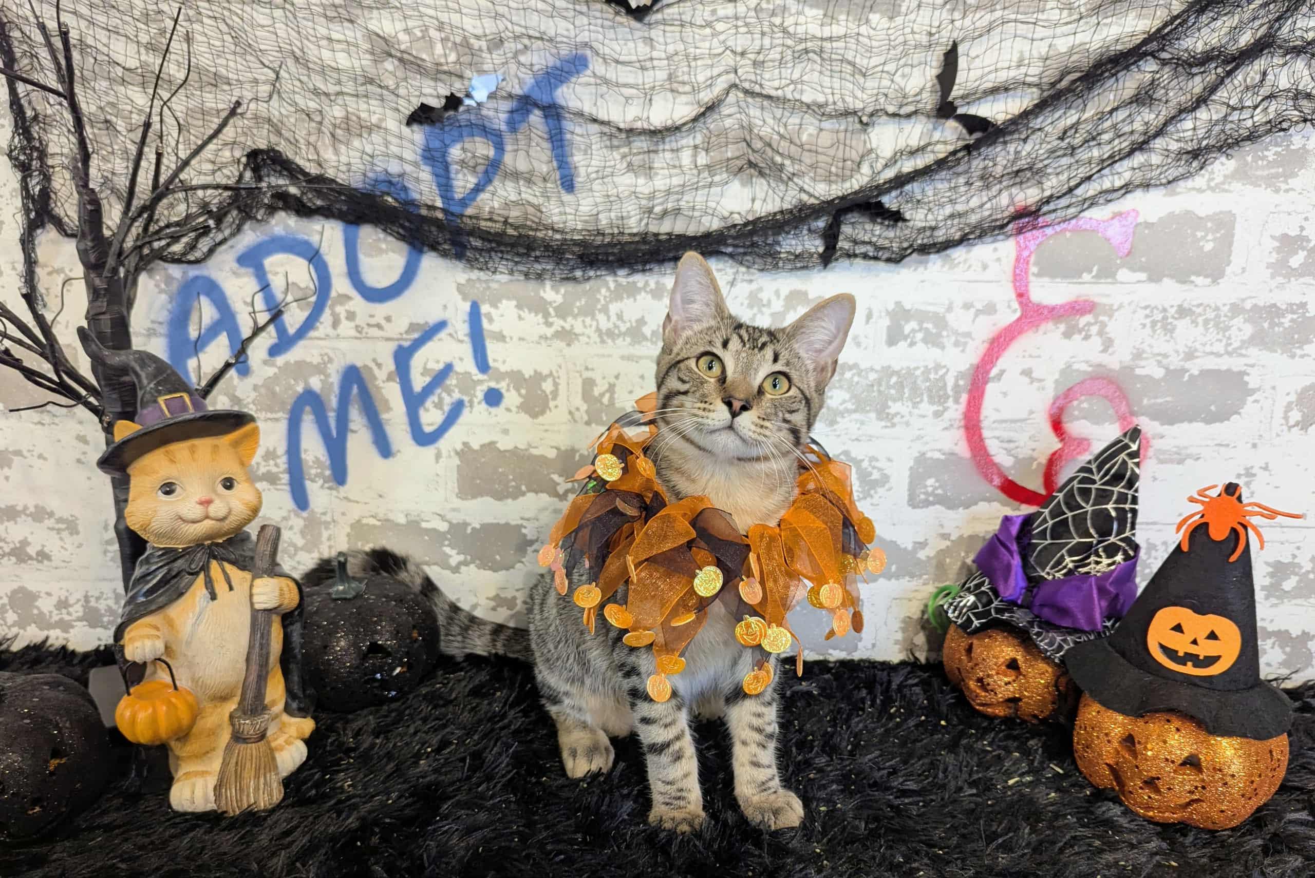 Enlarge Gaston, an adopted Domestic Short Hair in queen creek, AZ image 2/5