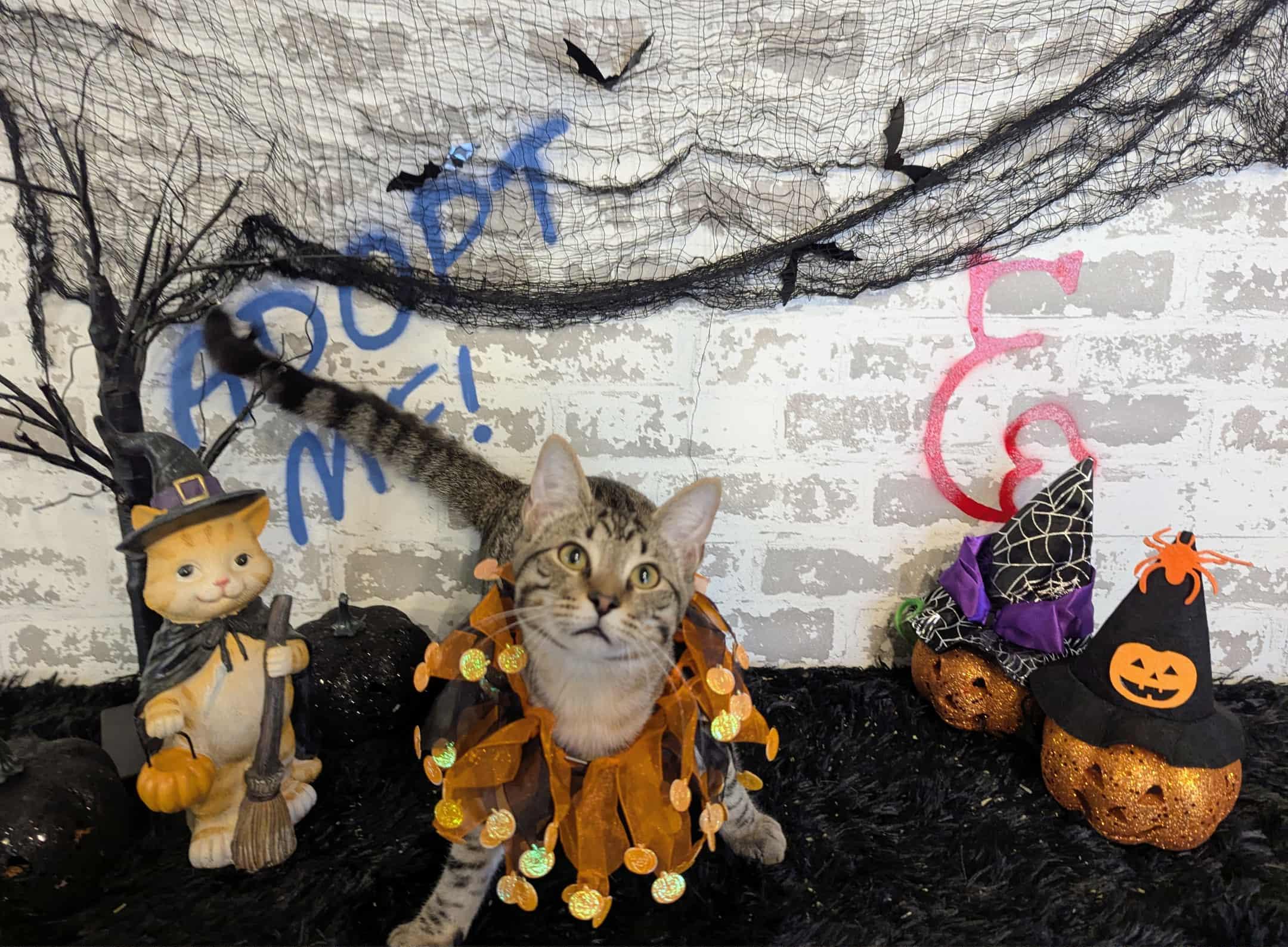 Enlarge Gaston, an adopted Domestic Short Hair in queen creek, AZ image 4/5