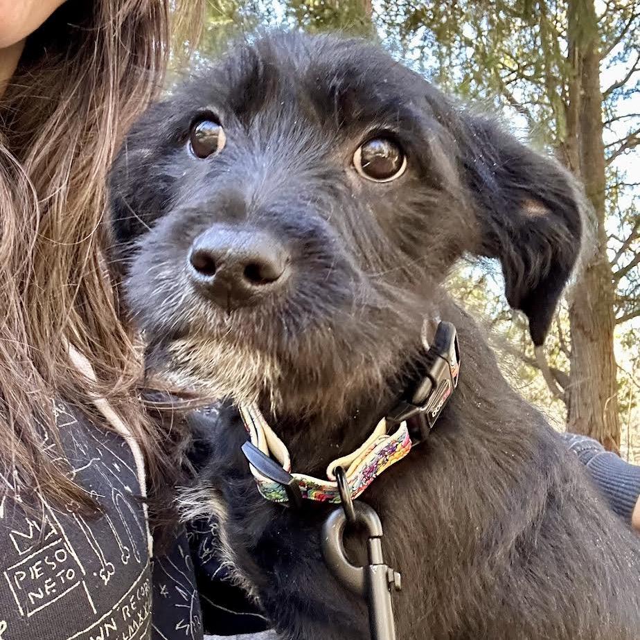 Enlarge Clarice, a Adoptable mixed breed in Asheville, NC image 1/6