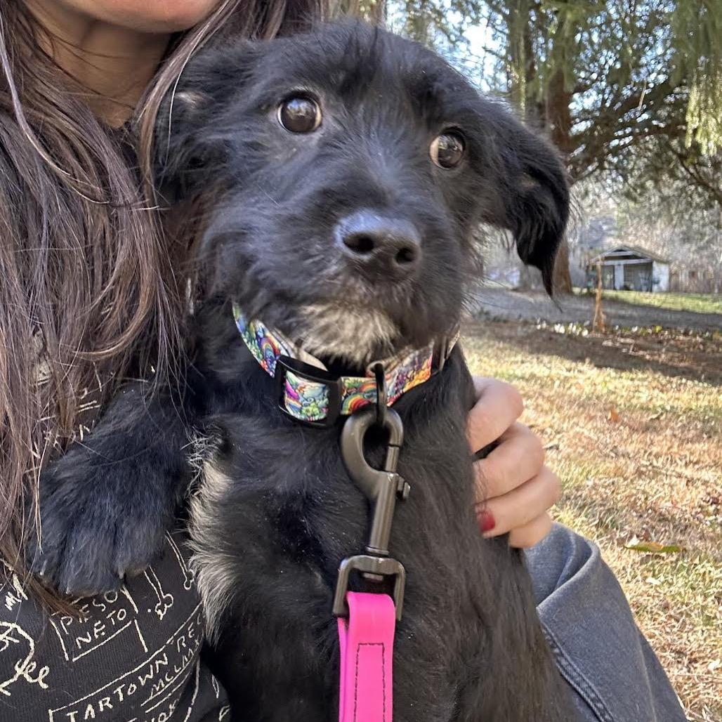 Enlarge Clarice, a Adoptable mixed breed in Asheville, NC image 2/6