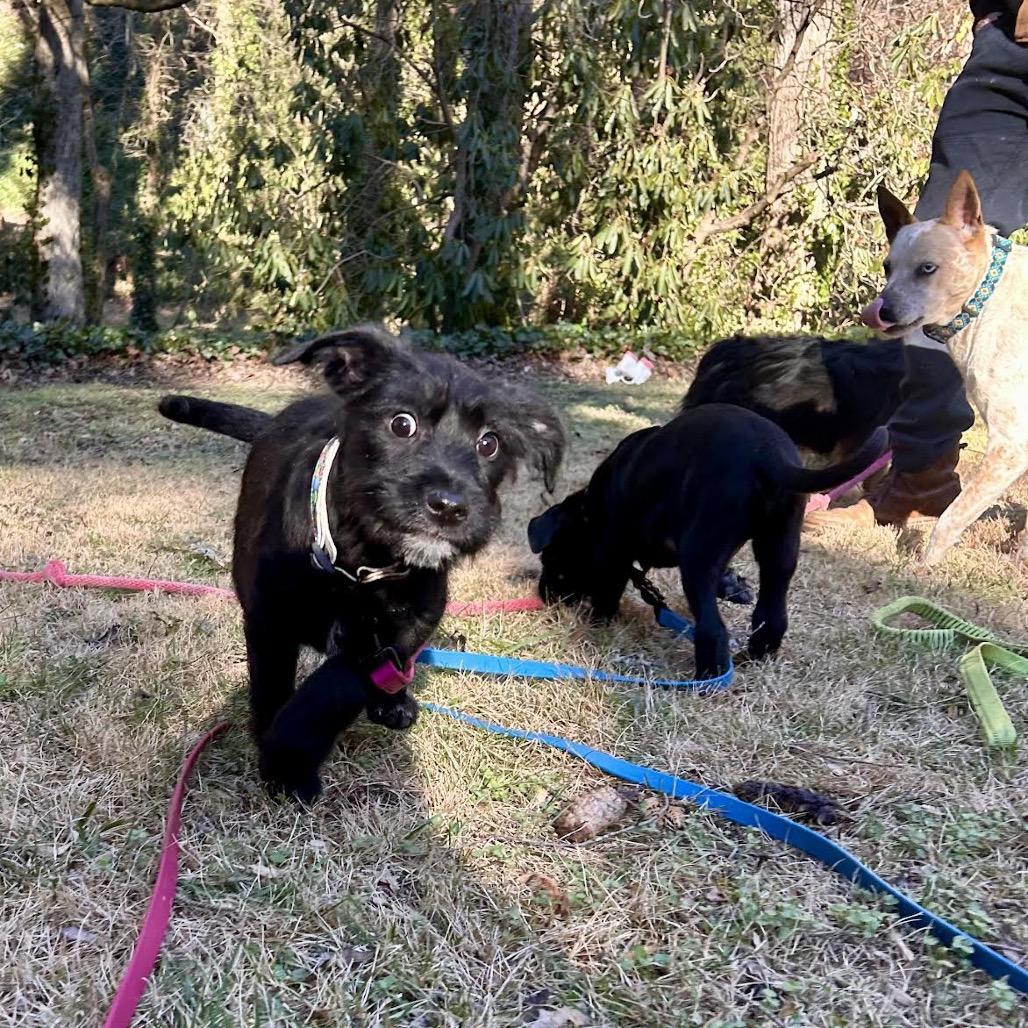 Enlarge Clarice, a Adoptable mixed breed in Asheville, NC image 3/6