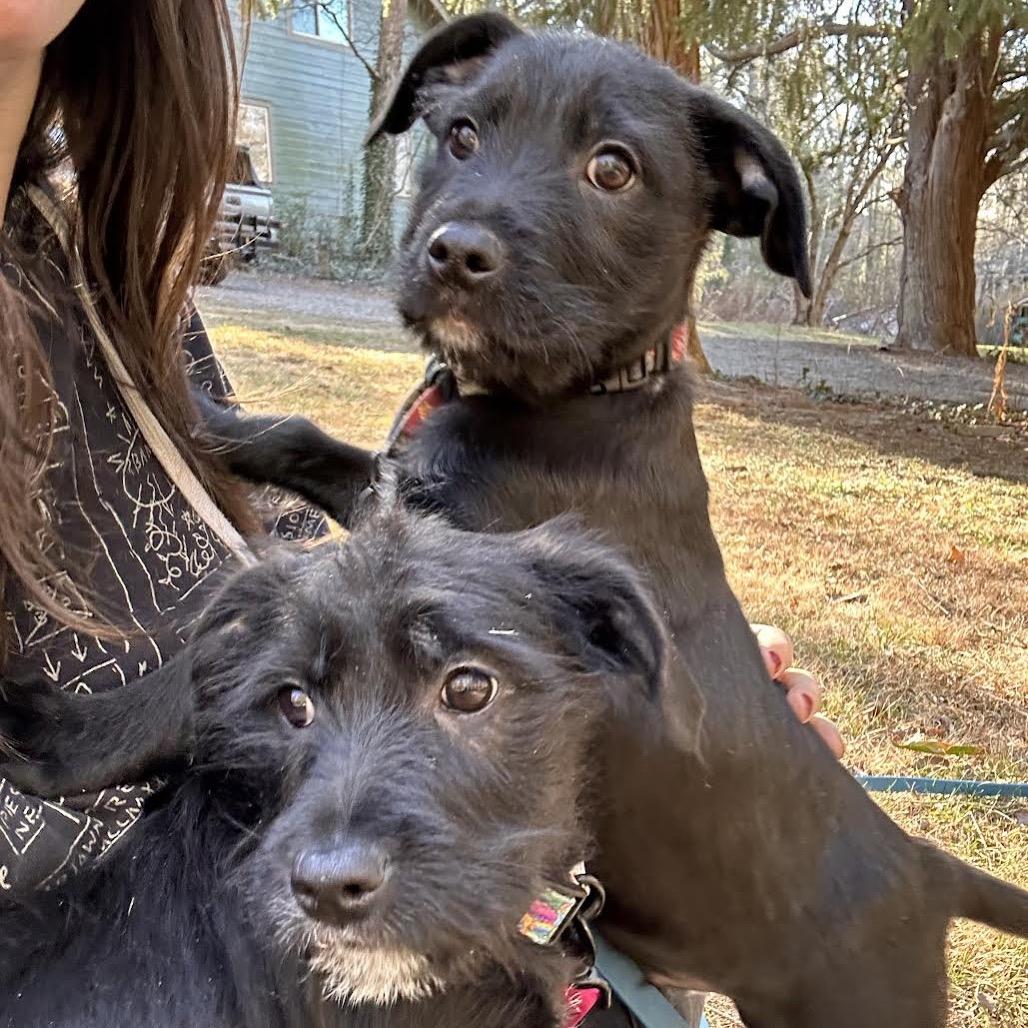 Enlarge Clarice, a Adoptable mixed breed in Asheville, NC image 4/6