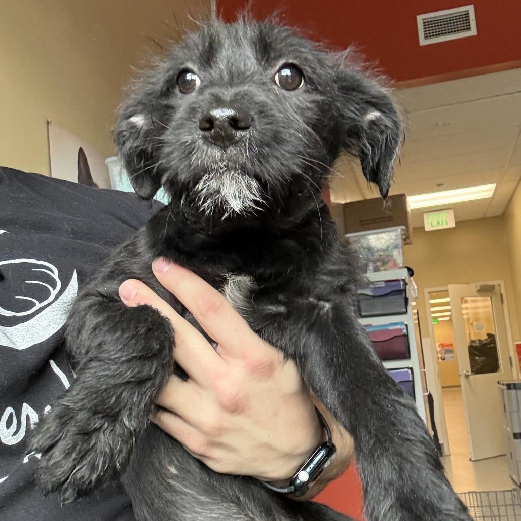 Enlarge Clarice, a Adoptable mixed breed in Asheville, NC image 5/6