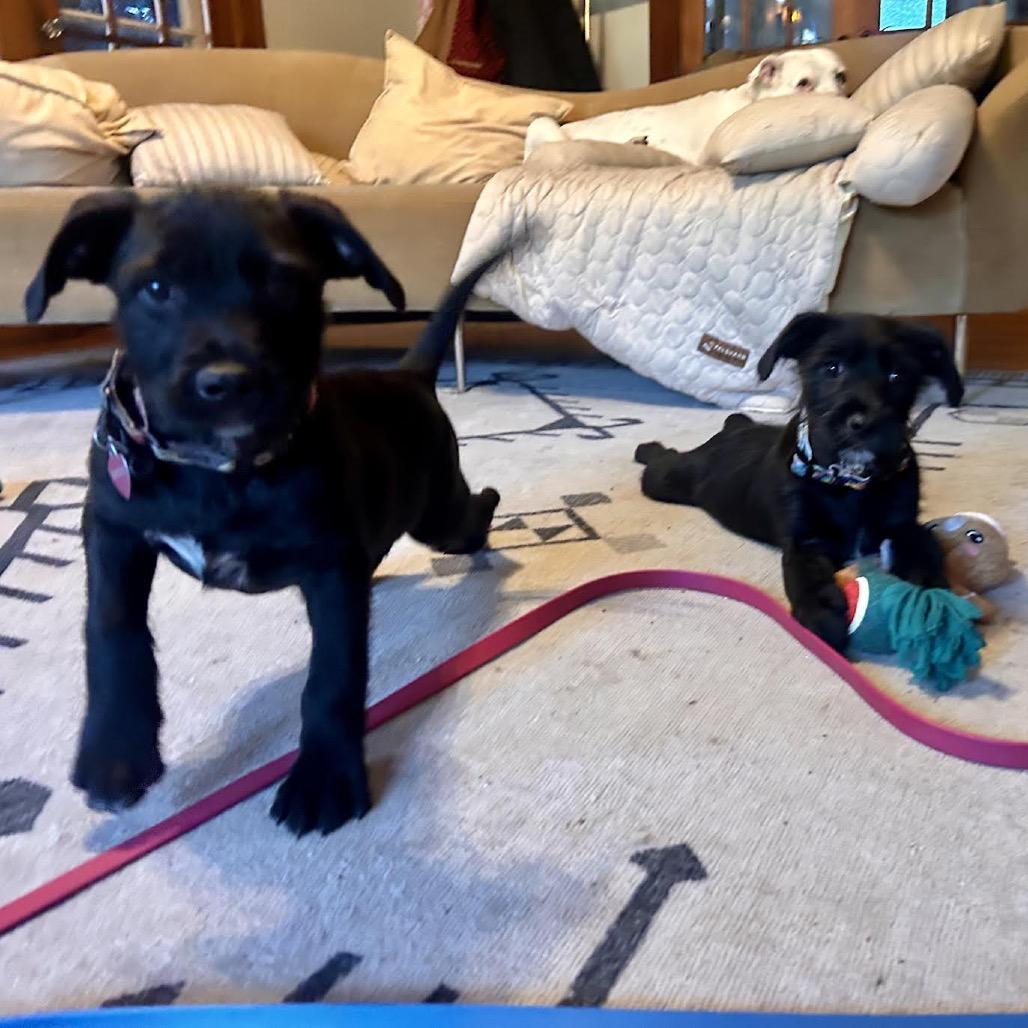 Enlarge Clarice, a Adoptable mixed breed in Asheville, NC image 6/6