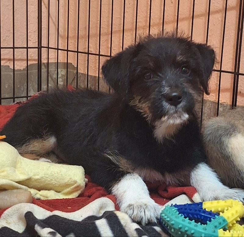 Fringe, Adoptable, Puppy Female Border Terrier.