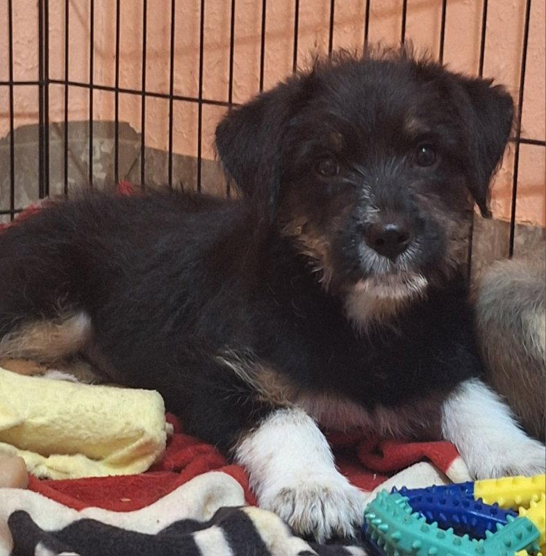 Fringe, a Adoptable Border Terrier in House Springs, MO image 2/2