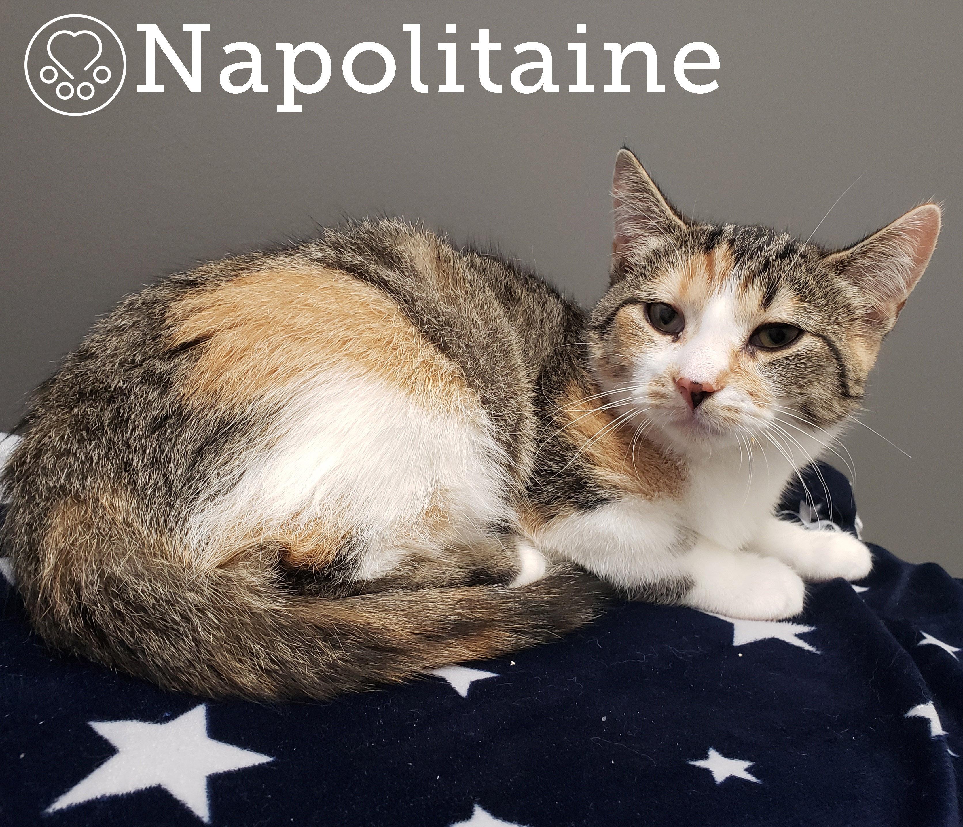 Napolitaine, Adoptable, Kitten Female Domestic Short Hair.