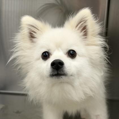 Enlarge Roxy, an adopted mixed breed in Sacramento, CA image 1/1